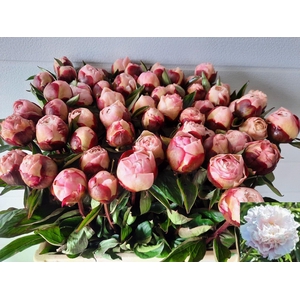 PAEONIA LACT. 'GARDENIA'