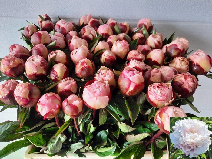 <h4>PAEONIA LACT. 'GARDENIA'</h4>