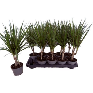 Dra Marginata