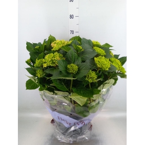 Hydrangea mac. 'Rosita'