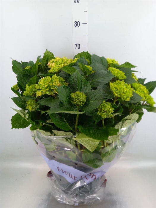 <h4>Hydrangea mac. 'Rosita'</h4>