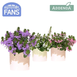 Scaevola mix in Bloom pot sand mix