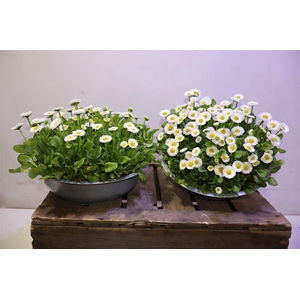 arr8 Bellis P Kl Bel White In Zinken Schaal