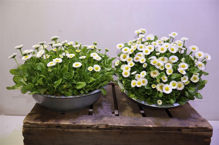 <h4>Bellis P Kl Bel White In Zinken Schaal</h4>