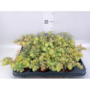 Sedum sieboldii 'Mediovariegatum'