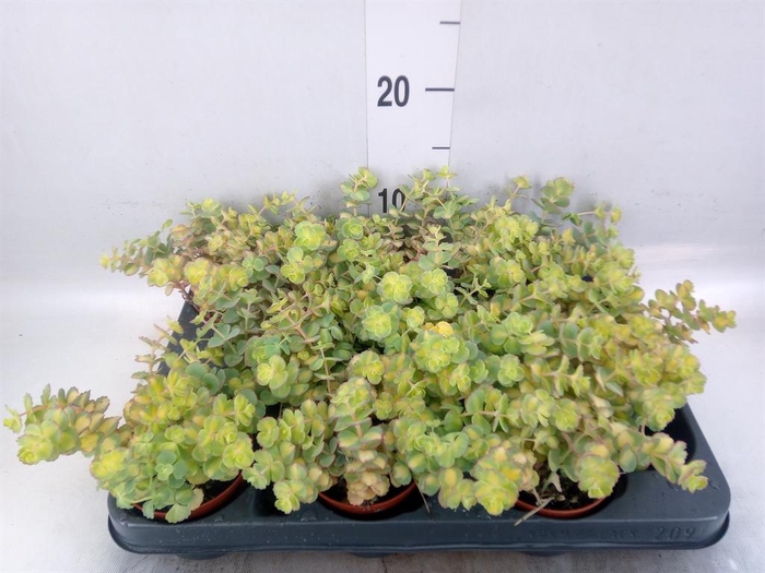 <h4>Sedum sieboldii 'Mediovariegatum'</h4>