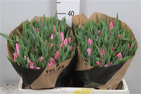 <h4>Tu En Bolroyal Pink</h4>