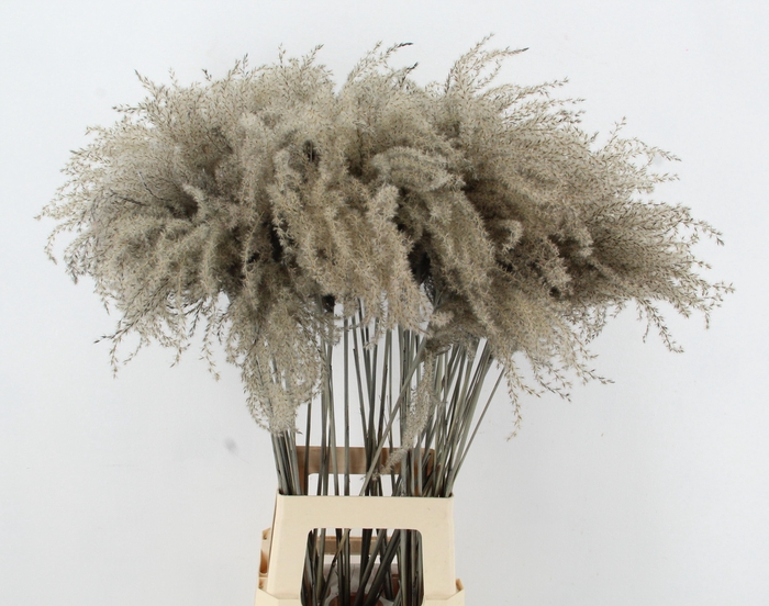 <h4>DROOGBL BEWERKT H%</h4>