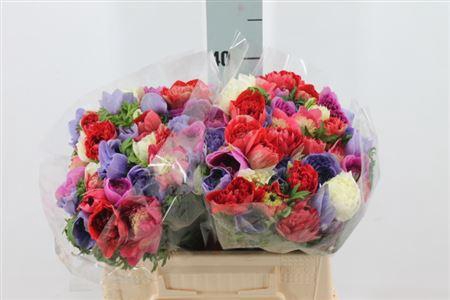 <h4>Anemoon Carillon Mix Double</h4>