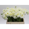 Dahlia White Cap