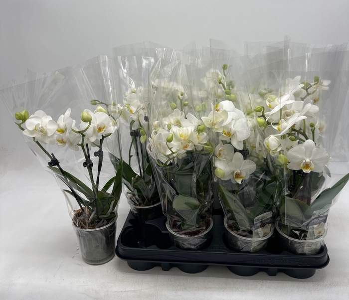 <h4>PHAL OV WIT</h4>