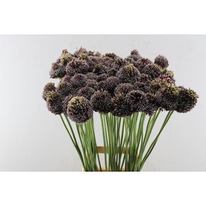 Allium Forelock L 90