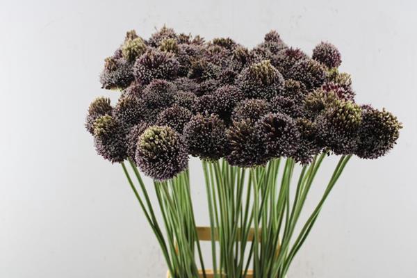 <h4>Allium Forelock L 90</h4>