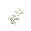 Lathyrus White