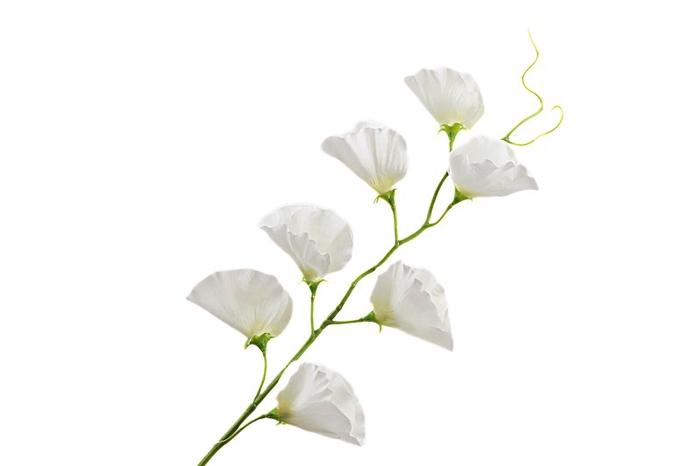 Lathyrus White