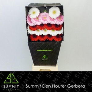 Germini Mix Rood Roze Wit Diamond