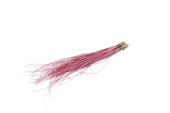<h4>Beargrass Light Pink</h4>