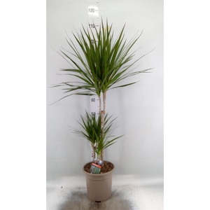 Dracaena marg.