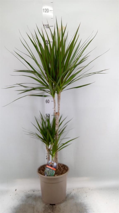 <h4>Dracaena marg.</h4>