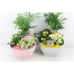 arr2 PL - Ker. lazaro schaal x3 - roze/wit