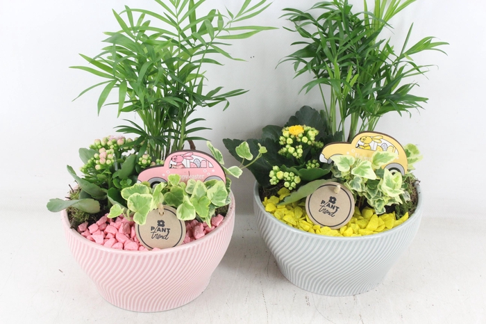 <h4>arr2 PL - Ker. lazaro schaal x3 - roze/wit</h4>