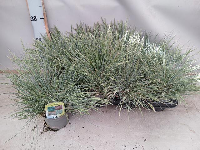 <h4>FEST GLAUCA</h4>