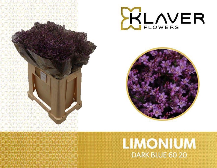 <h4>LIM SAF DARK BLUE</h4>