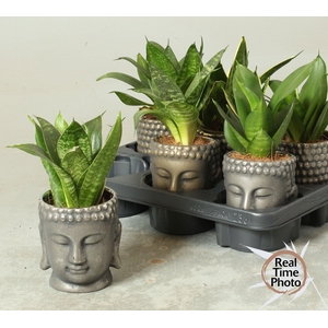 SANSEV TRIFASCIA  OV