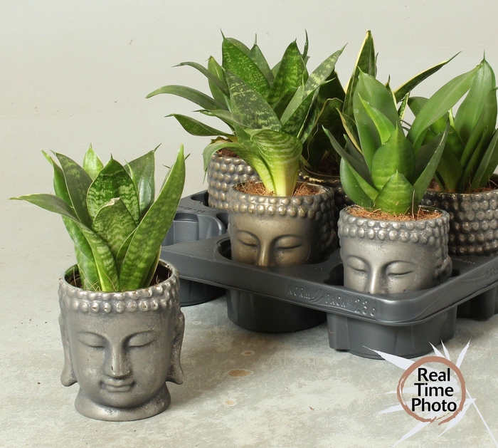 <h4>SANSEV TRIFASCIA OV</h4>