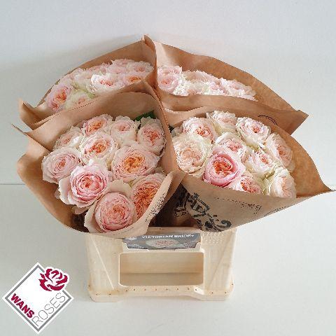 <h4>R GR VICTORIA BRIDE+ .</h4>