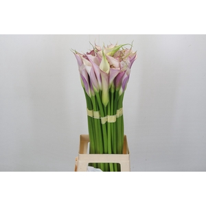 Zantedeschia Eydolls Purple White