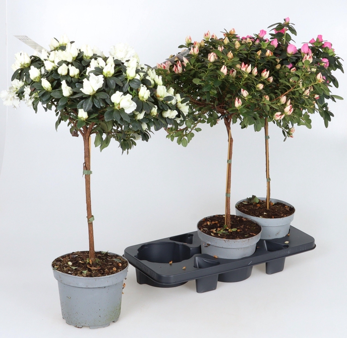 <h4>RHODO SI GEM</h4>