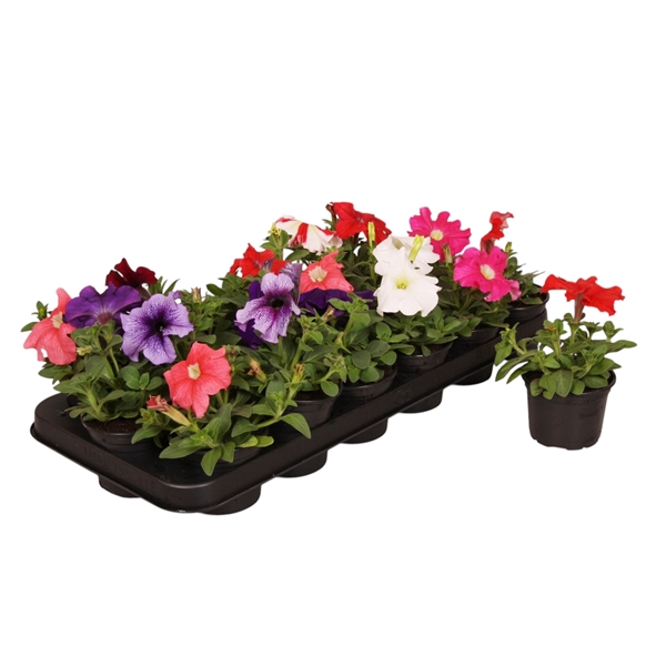 <h4>Petunia mixkar p9</h4>