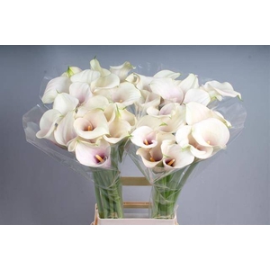 Calla Captain Rosette