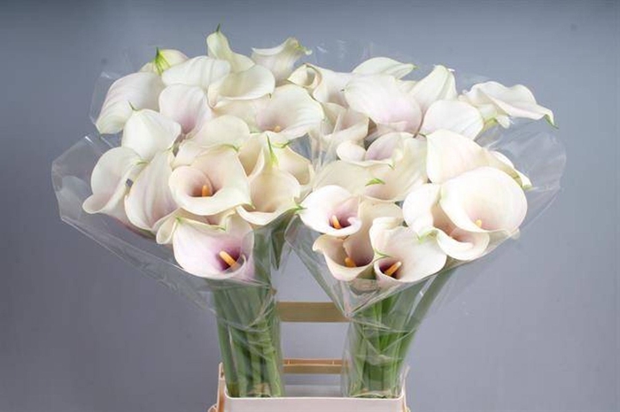 Calla Captain Rosette