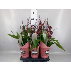 Burrageara  'Barrocco Red'