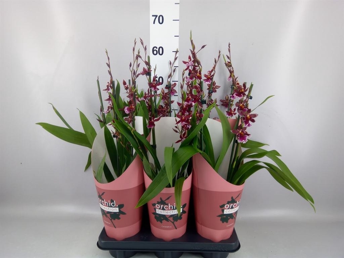 <h4>Burrageara  'Barrocco Red'</h4>