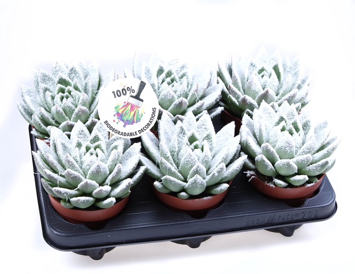 <h4>Echeveria  'Miranda'</h4>