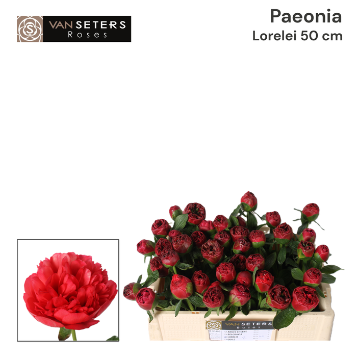 <h4>Paeonia Lorelei 50 cm</h4>