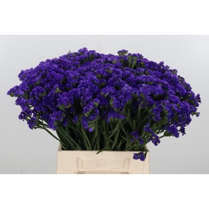 Lim S Acqua Su Birds