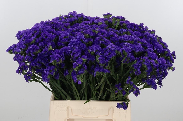 <h4>Lim S Acqua Su Birds</h4>