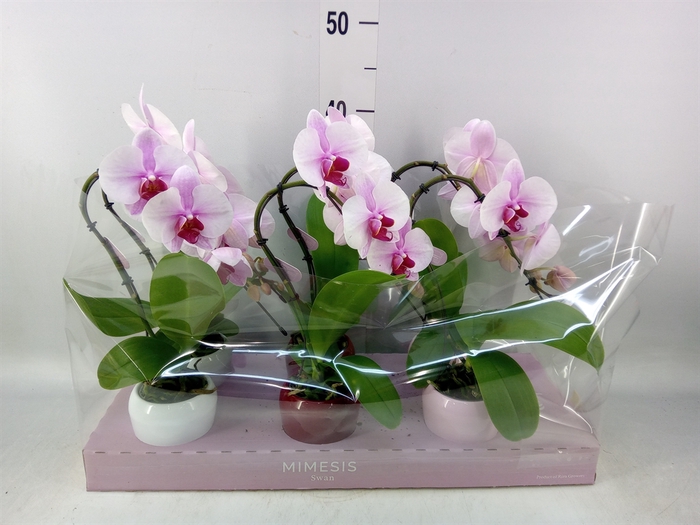 <h4>Phalaenopsis   ...rose</h4>