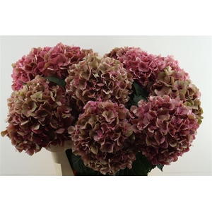 Hydr M Cl. Sibilla Red 80-23