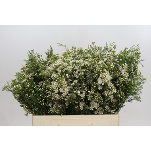 Chamelaucium Jupiter Moon