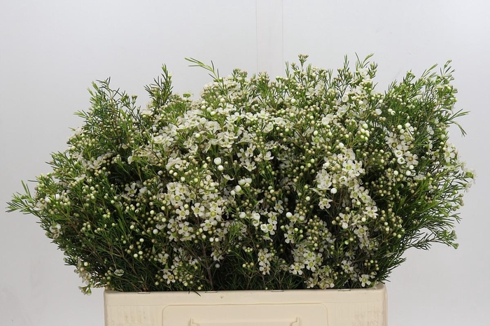 <h4>Chamelaucium Jupiter Moon</h4>