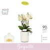 Phalaenopsis Multifloratypes overig wit