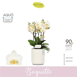 Phalaenopsis Multifloratypes overig wit