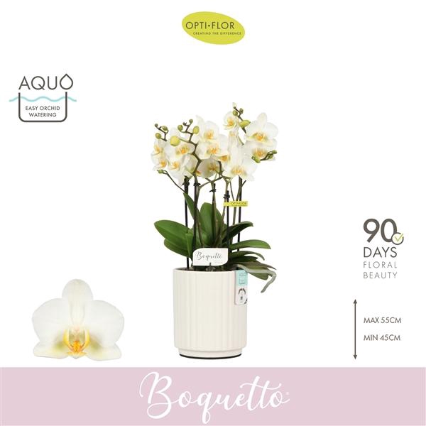 Phalaenopsis Multifloratypes overig wit