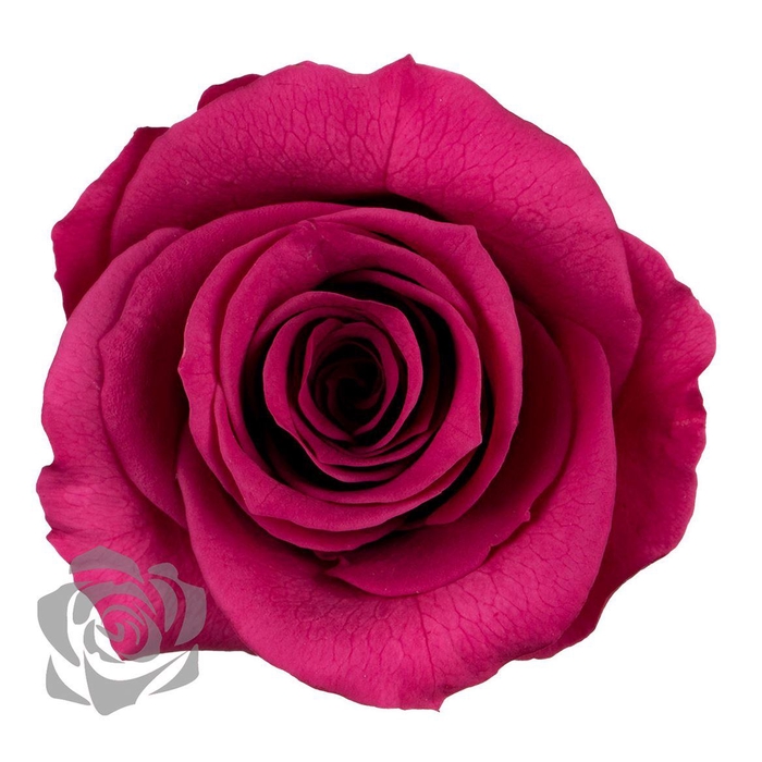 <h4>PRESERVED ROSA MRL VIO 02</h4>