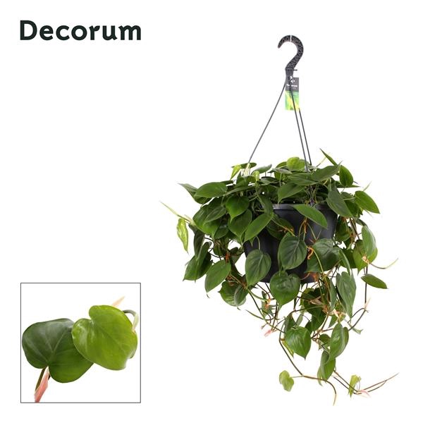 <h4>Philodendron scandens</h4>